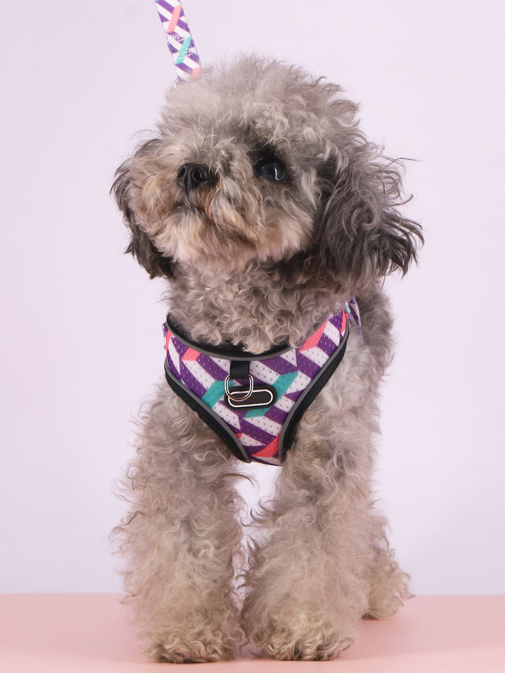 Breathable Dog Harness and Leash Set with Adjustable Fit