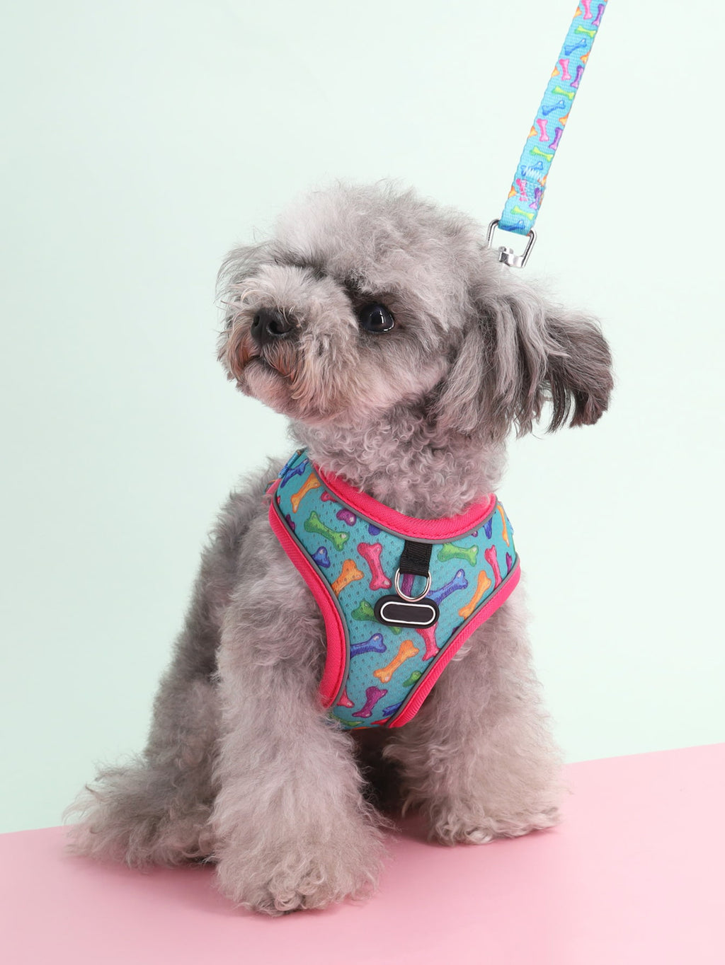 Breathable Dog Harness and Leash Set with Adjustable Fit