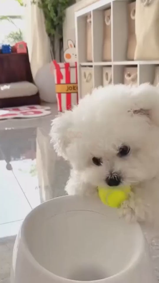 Automatic Dog Ball Launcher
